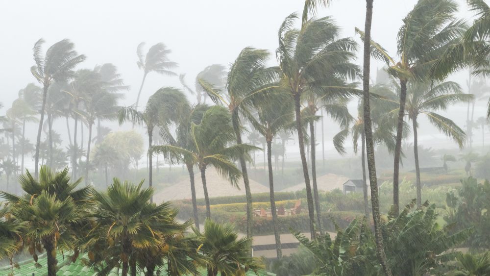 hurricane-winds-blowing-palms-trees