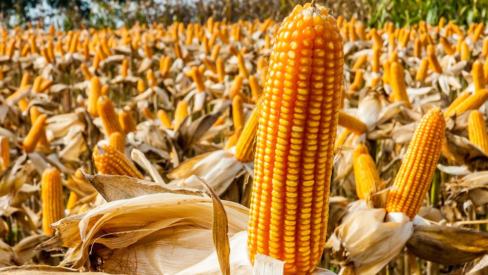 ear-of-corn-with-a-field-of-corn-in-background